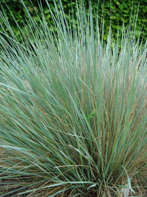 Helictotrichon sempervirens